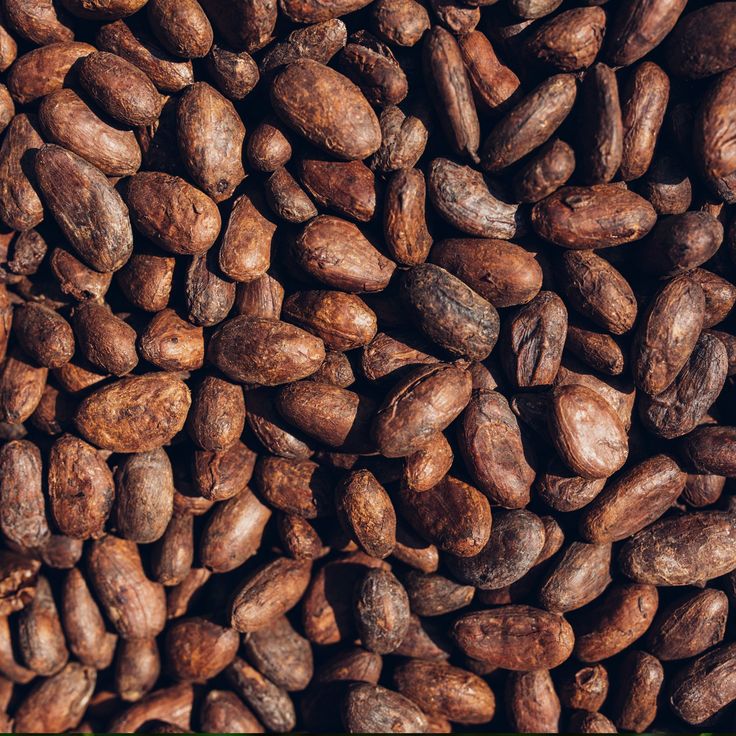 cocoa absolute (theobroma cacao) france 3 75ml